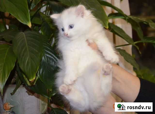 Два белых котёнка Орехово-Зуево - изображение 1