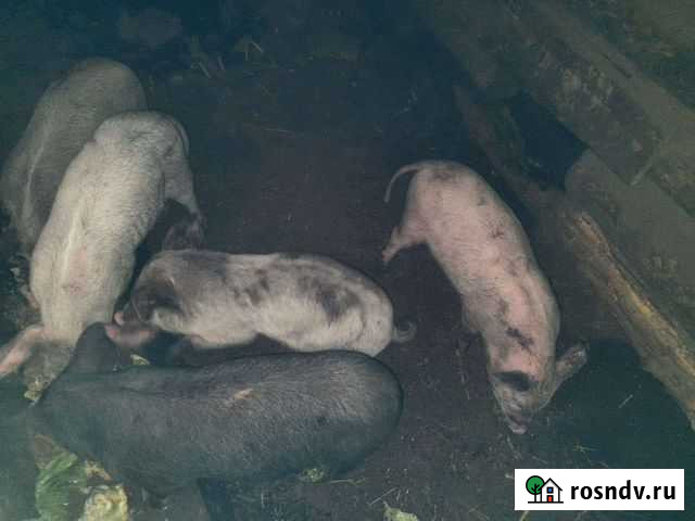 Смесь ландрас и венгерский мангалиц Старая Майна - изображение 1