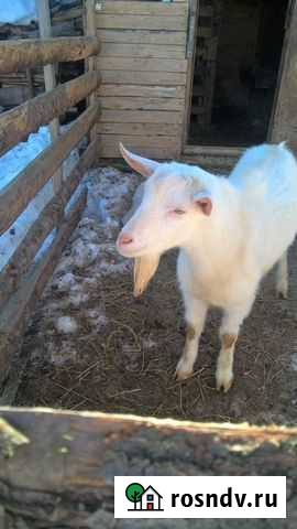 Зааненский чистокровный козёл Киров - изображение 1