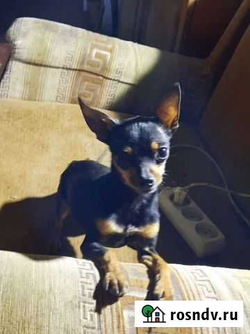 Тойчик на вязку Волгоград - изображение 1