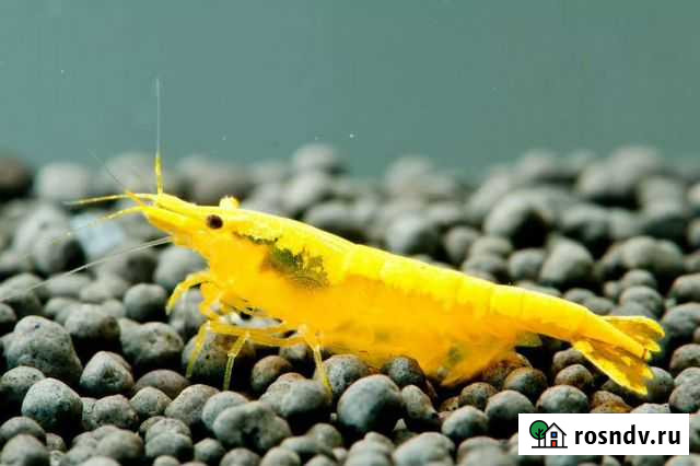 Креветки жёлтый неон, кровавая мэри Балашиха - изображение 1