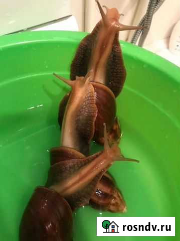 Улитки ахатины бесплатно Набережные Челны - изображение 1