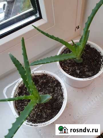 Алоэ лечебное Железнодорожный - изображение 1