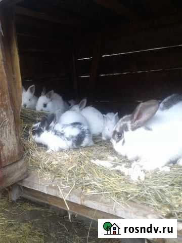 Кролик Красненькая - изображение 1