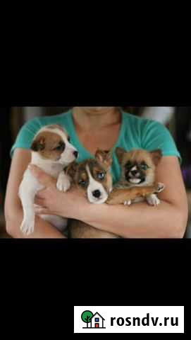 Передержка для собак Находка - изображение 1