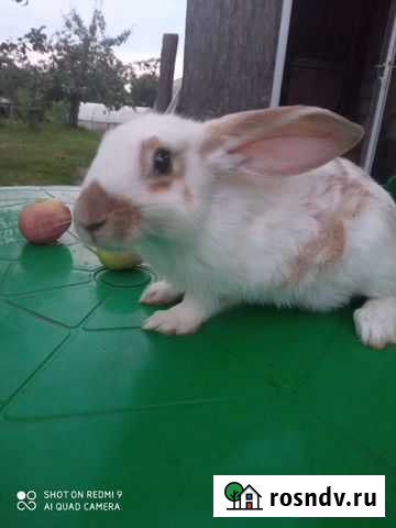 Кролик Лотошино - изображение 1