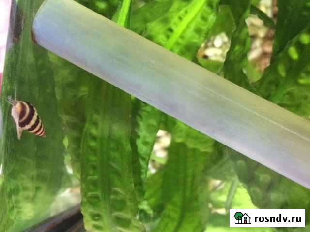 Улитка Хелена Кашира - изображение 1