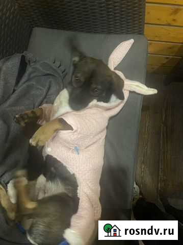 Собака Краснодар - изображение 1