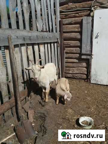 Козы и Овца Ишимбай - изображение 1