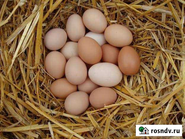 Домашние куриные яйца Красноперекопск - изображение 1