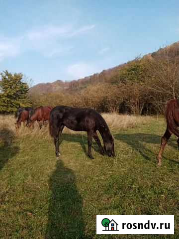 Жеребята 2021, жеребец Нефтегорск - изображение 1