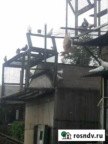 Голубятня Троицкий - изображение 1