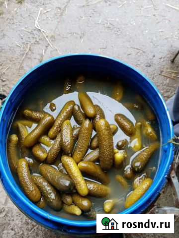 Огурцы Воткинск - изображение 1