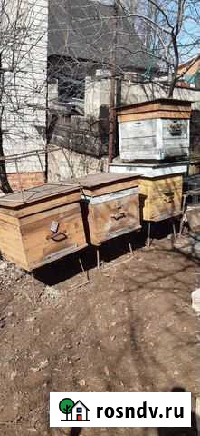 Улья без пчел Елабуга - изображение 1