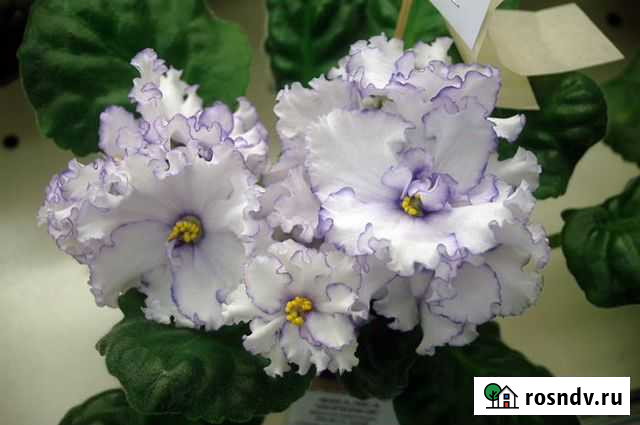 Детки сортовой сенполия (фиалки) Северная роза и Казань - изображение 1