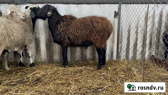 Бараны курдючной породы Челбасская - изображение 1
