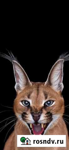 Ветеринарный врач на дом,невролог,хирург,терапевт Омск - изображение 1