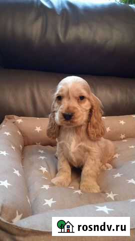 Щенки английского кокер спаниеля Электрогорск - изображение 1