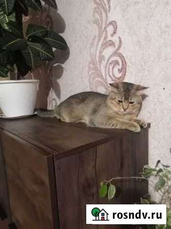 Британский кот для вязки Брянск - изображение 1
