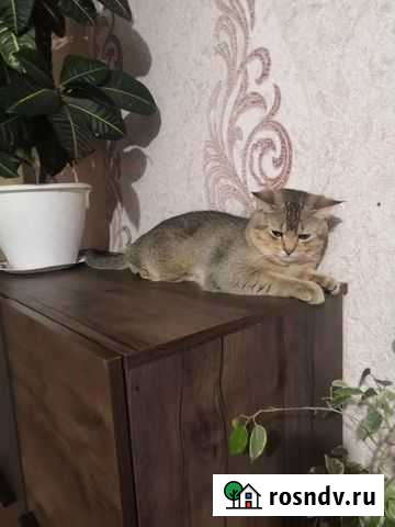 Британский кот для вязки Брянск - изображение 1