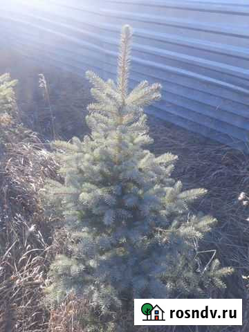 Кедр, ель голубая, сеянцы, зеленая, пихта Челябинск - изображение 1