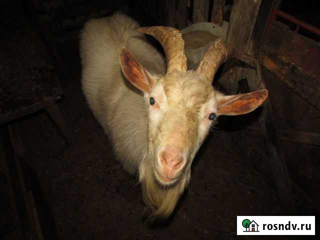 Козел зааненский племенной Барнаул - изображение 1