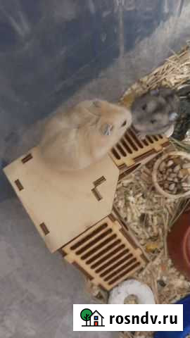 Джунгарские хомяки Смоленск - изображение 1