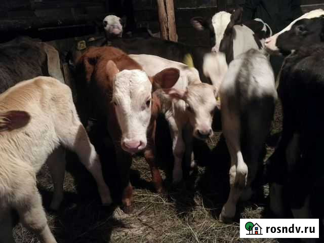 Быки и тёлки Октябрьский - изображение 1