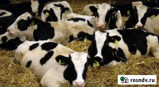 Телята бычки Милютинская - изображение 1