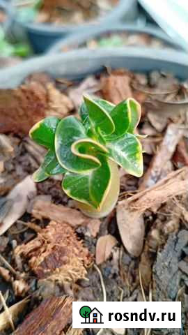 Адениум семена собственного опыления и др Копейск - изображение 1