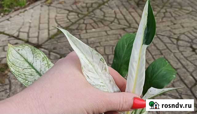 Спатифиллум Снежная вершина Snow cap Малоярославец - изображение 1