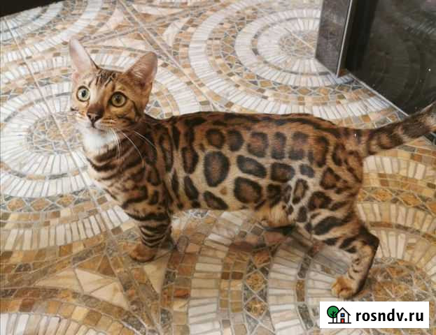 Бенгал вязка Москва - изображение 1