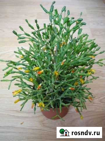 Хатиора Малино - изображение 1