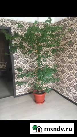 Цветок Белгород - изображение 1