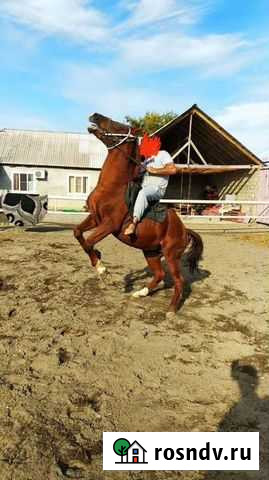 Лошадь Старые Атаги - изображение 1