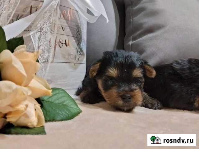 Йоркширский терьер Нижний Новгород - изображение 1