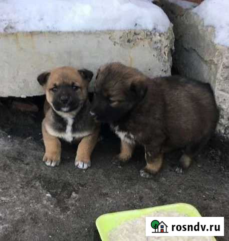 Три щенка девочки с доставкой Омск - изображение 1