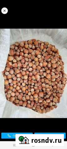 Фундук Павловская - изображение 1