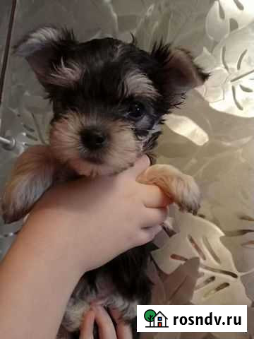 Йоркширский терьер щенки Волгоград - изображение 1
