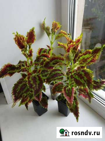 Колеус Самара - изображение 1