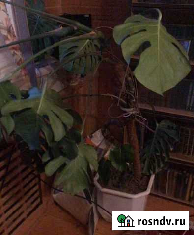 Цветок комнатный Монстера Тула - изображение 1