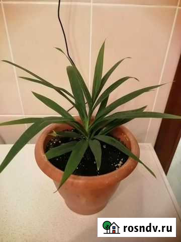 Драцена Кострома - изображение 1