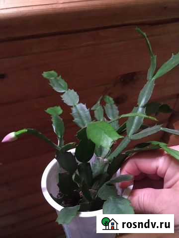 Продам комнатные цветы декабрист и фиалку Малаховка - изображение 1