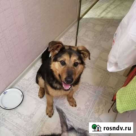 Найдена собака Екатеринбург - изображение 1