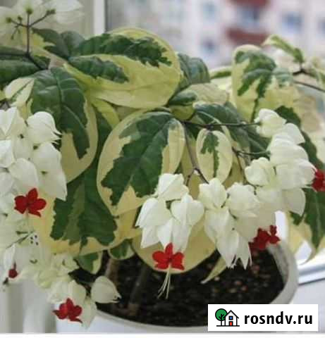 Клеродендрумы Томсона Вариегатные Севастополь - изображение 1