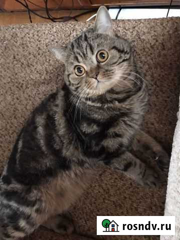 Британский кот вязка Казань - изображение 1