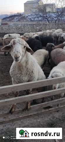 Бараны Буйнакск - изображение 1
