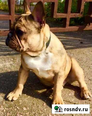 Щенки бульдога чистокровные Москва - изображение 1