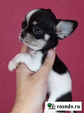 Красивые малыши Ростов-на-Дону - изображение 1