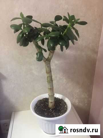 Толстянка (Денежное дерево) Ярославль - изображение 1